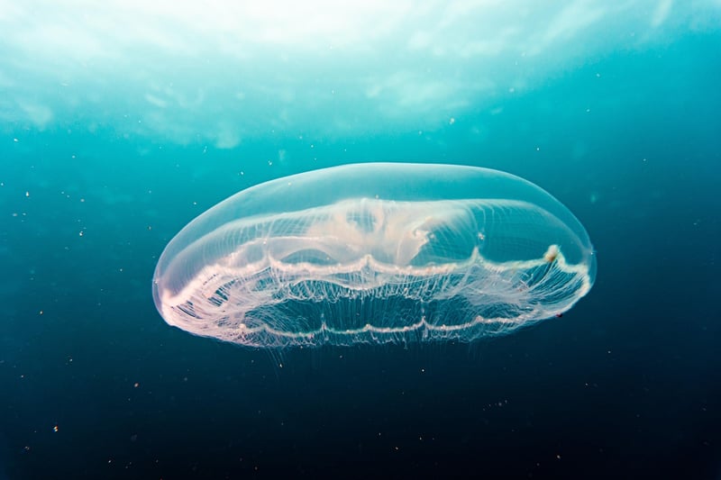 Underwater Gala